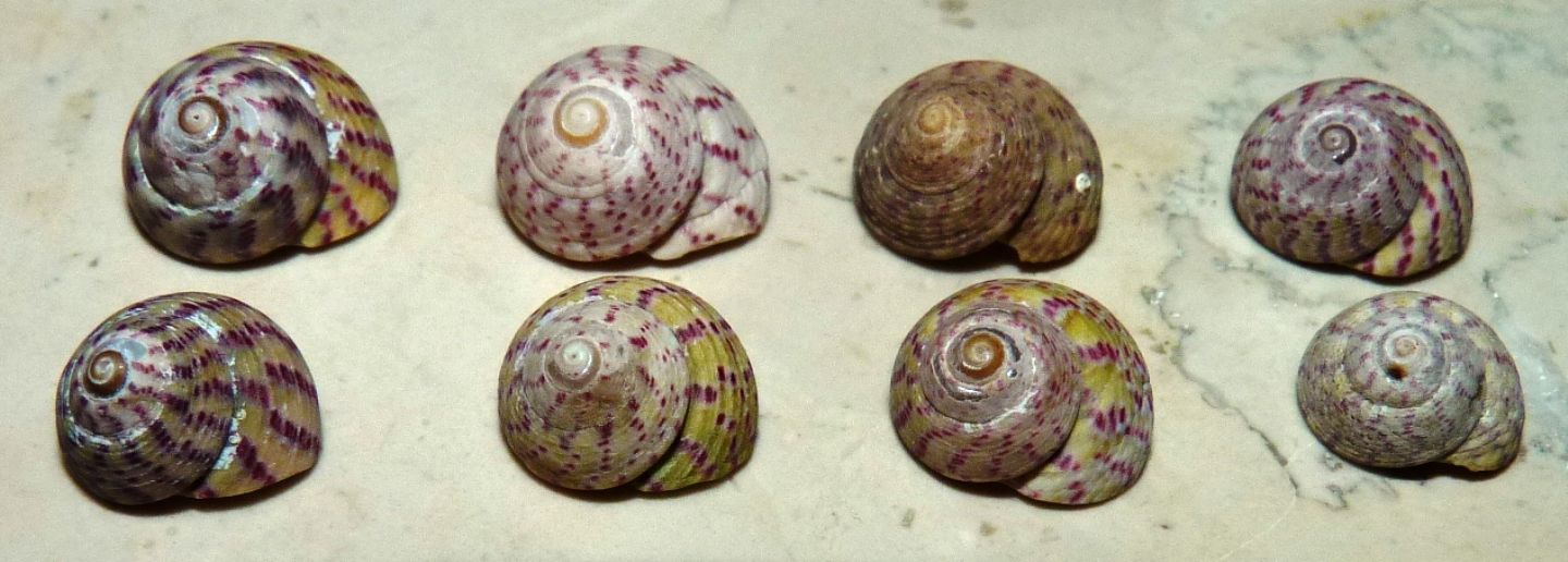 Trochidae Gibbula rarilineata ?